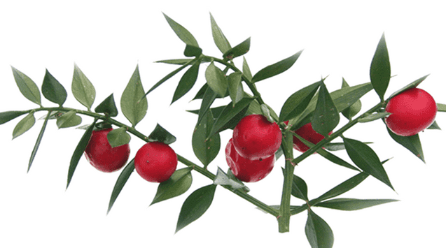 what is butcher's broom used for.png